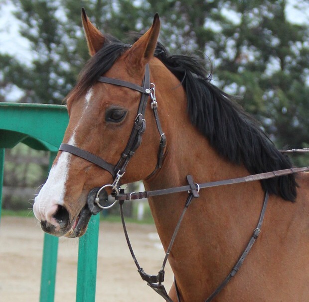 Primo piano di un cavallo al Centro Ippico EQUIS EO